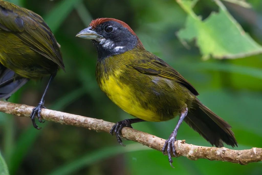 乌脸雀(Arremon crassirostris)