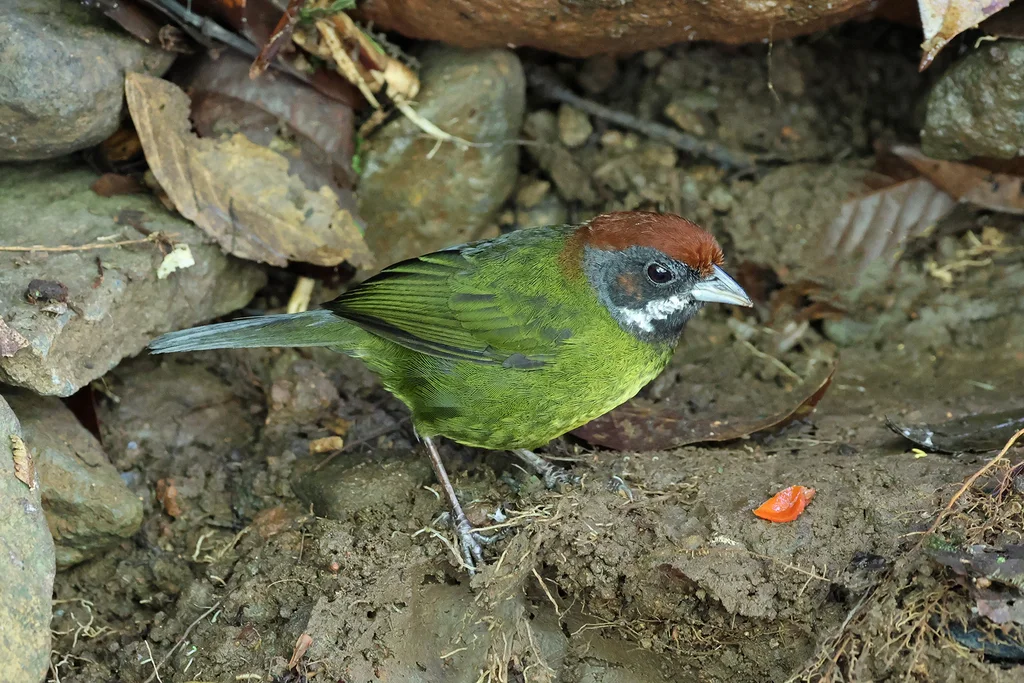 乌脸雀(Arremon crassirostris)