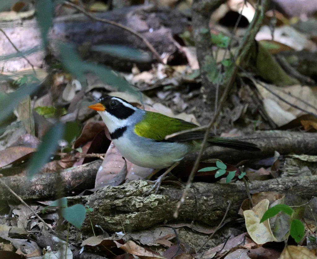 黄嘴金肩雀(Arremon flavirostris)