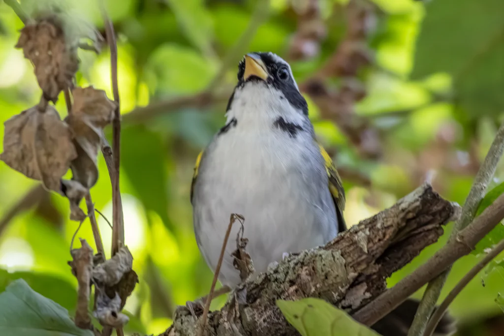 巴西金肩雀(Arremon franciscanus)