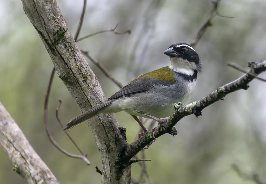 马谷金肩雀(Arremon nigriceps)