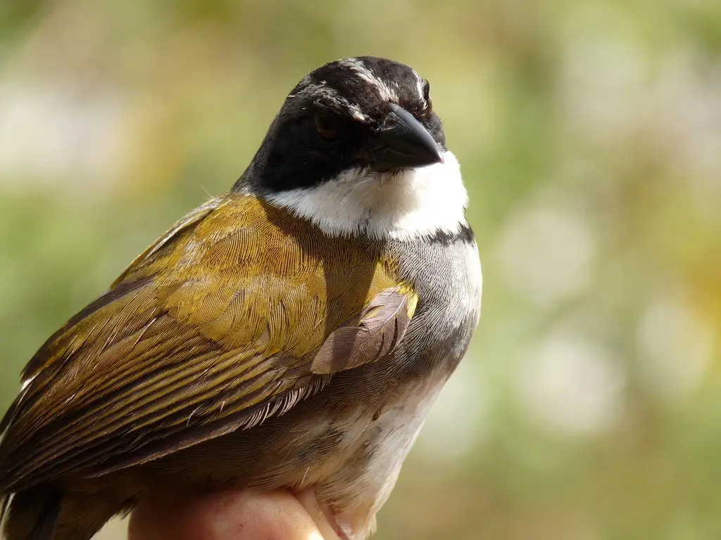 东纹头薮雀(Arremon perijanus)