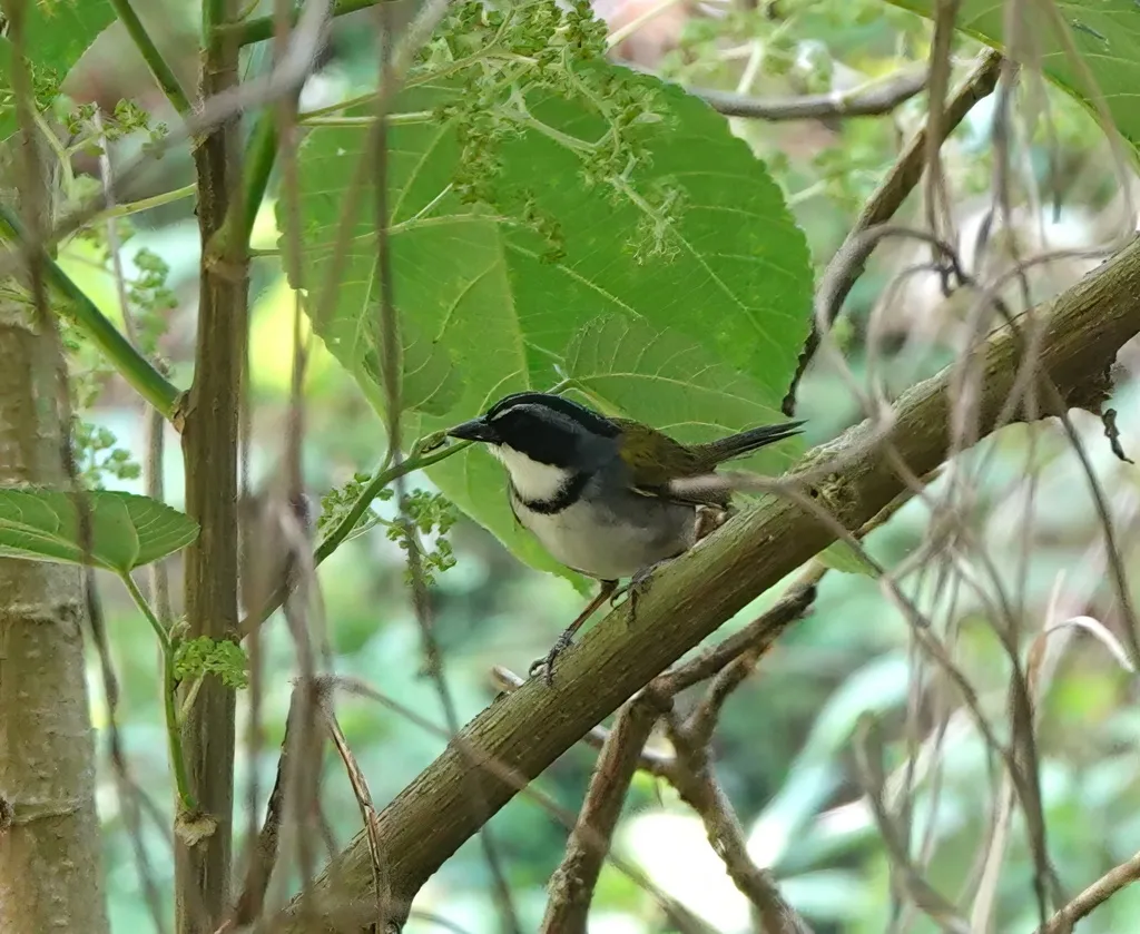 东纹头薮雀(Arremon perijanus)