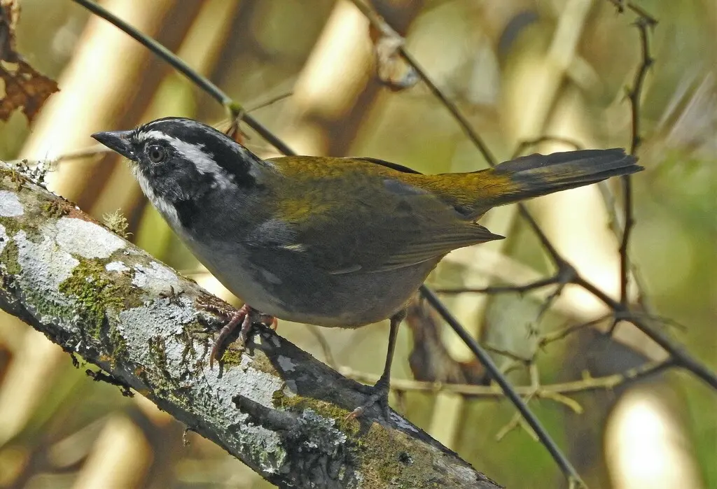 纹头薮雀(Arremon torquatus)