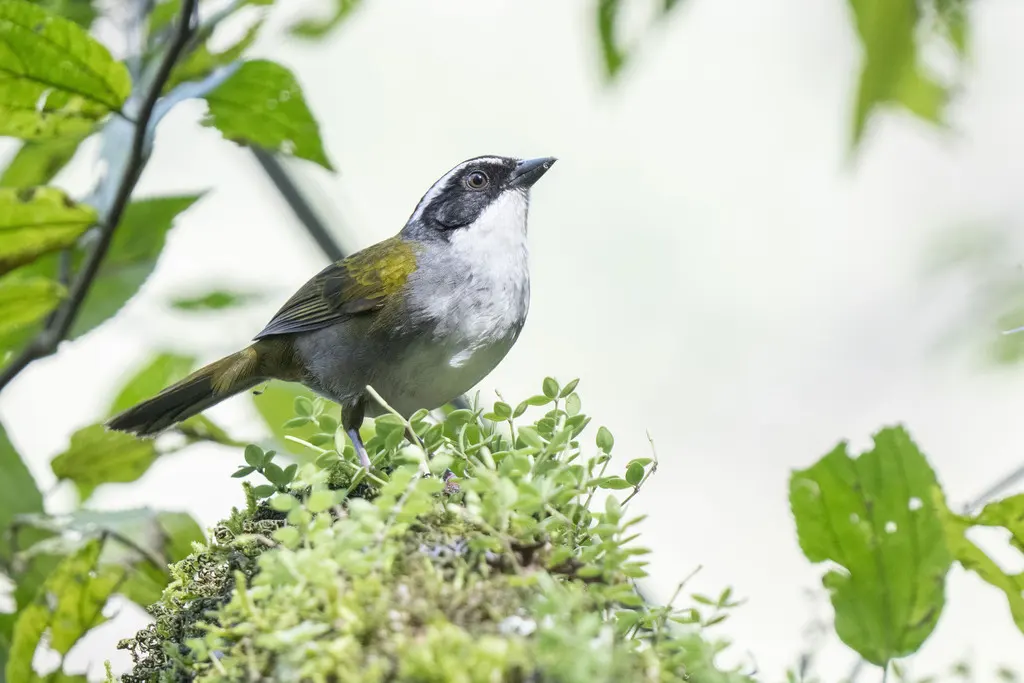纹头薮雀(Arremon torquatus)