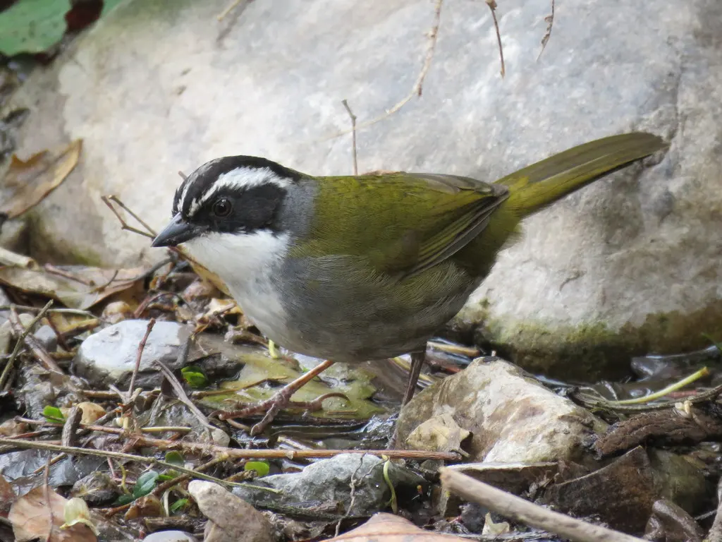 纹头薮雀(Arremon torquatus)