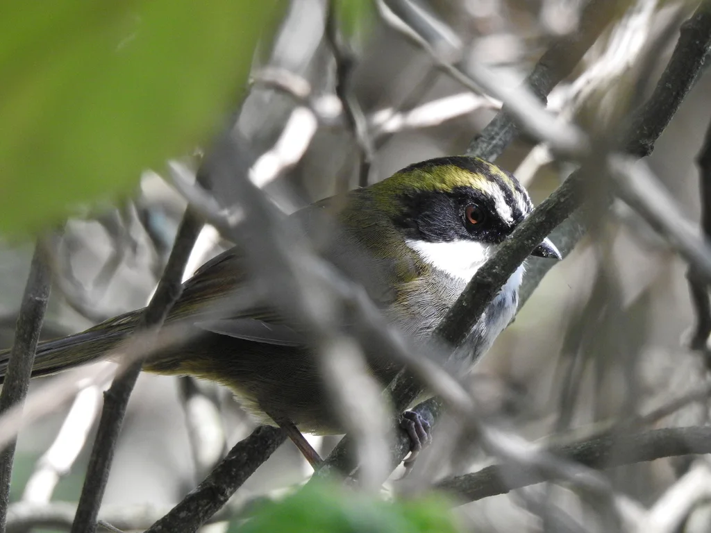 绿纹薮雀(Arremon virenticeps)