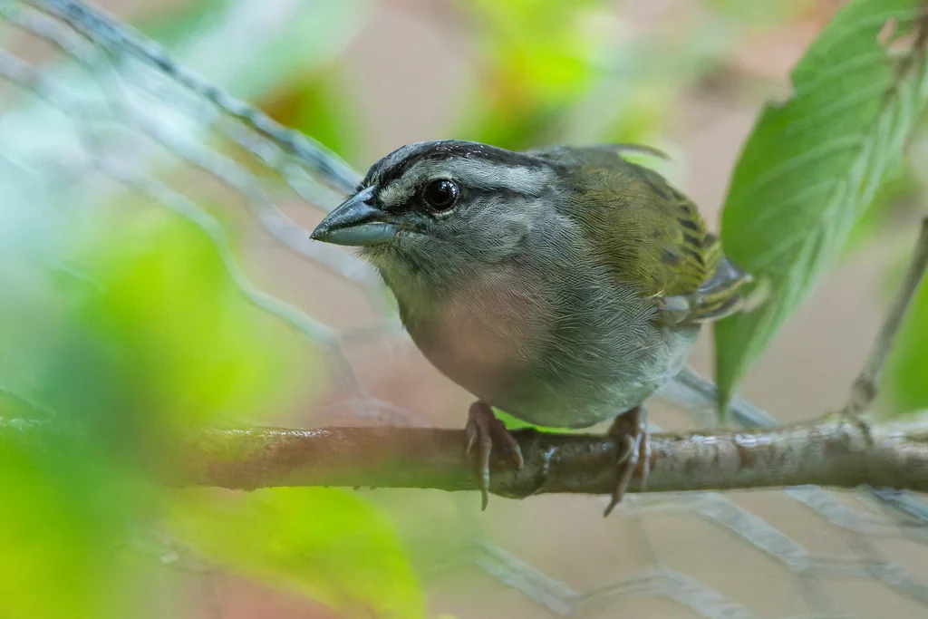 绿背纹头雀(Arremonops chloronotus)