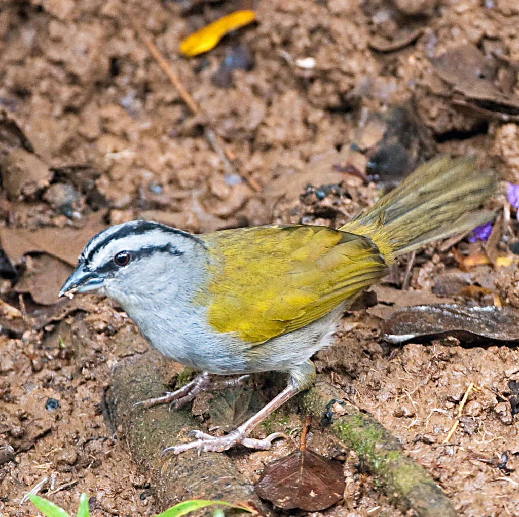 大黑纹头雀(Arremonops conirostris)