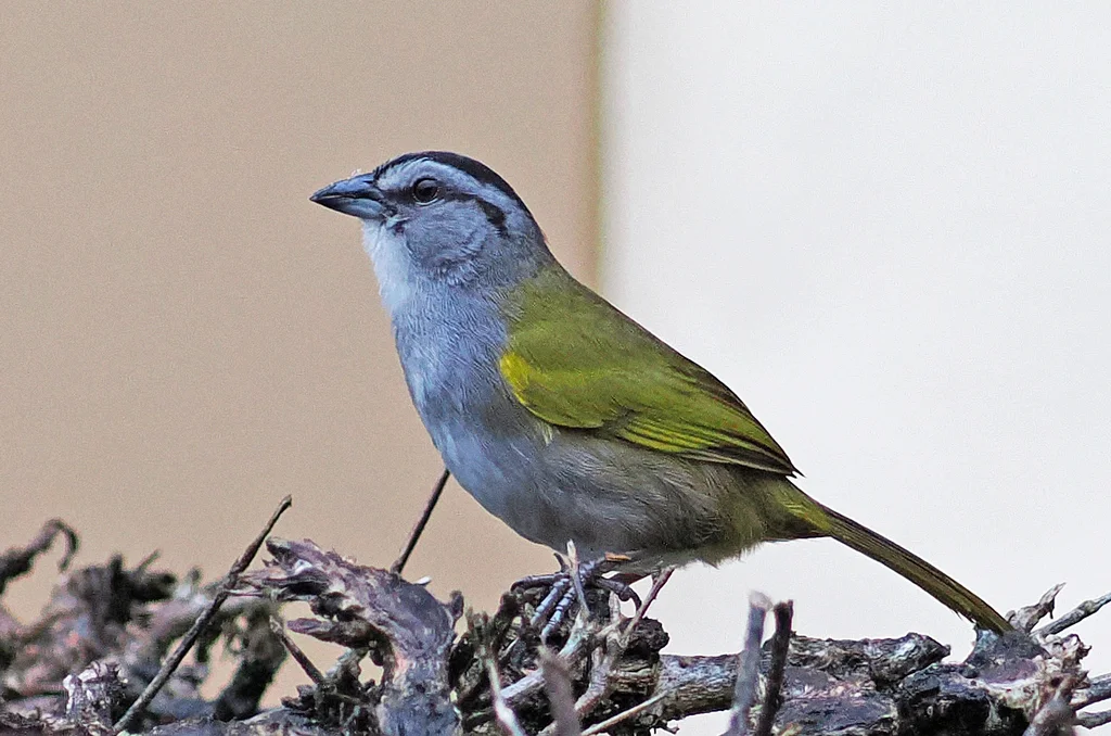 大黑纹头雀(Arremonops conirostris)