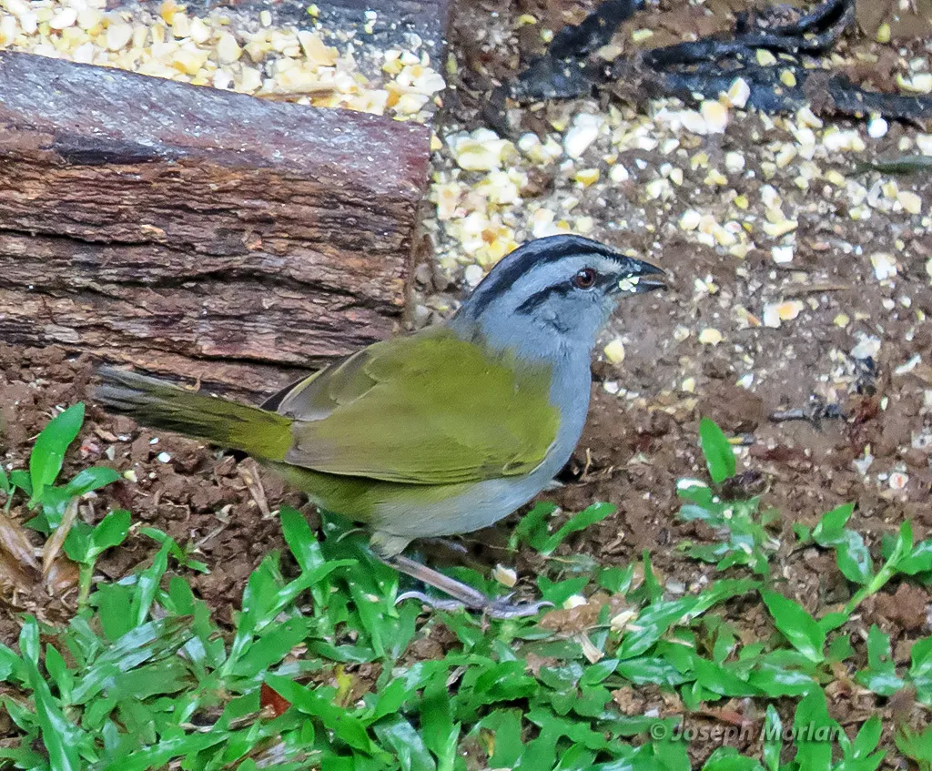 大黑纹头雀(Arremonops conirostris)