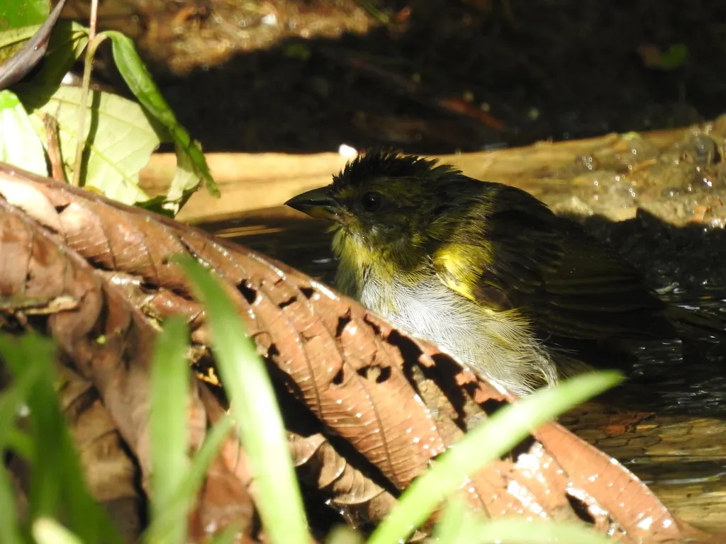 大黑纹头雀(Arremonops conirostris)