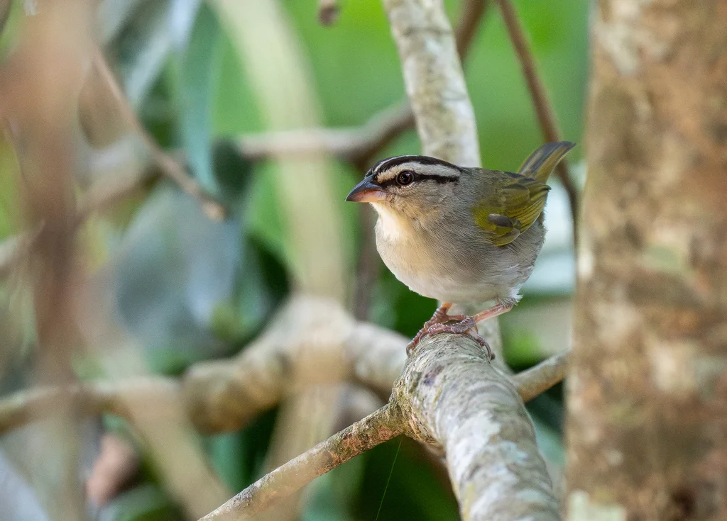 褐纹头雀(Arremonops rufivirgatus)
