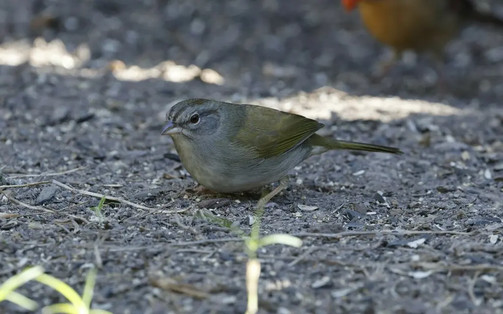 褐纹头雀(Arremonops rufivirgatus)