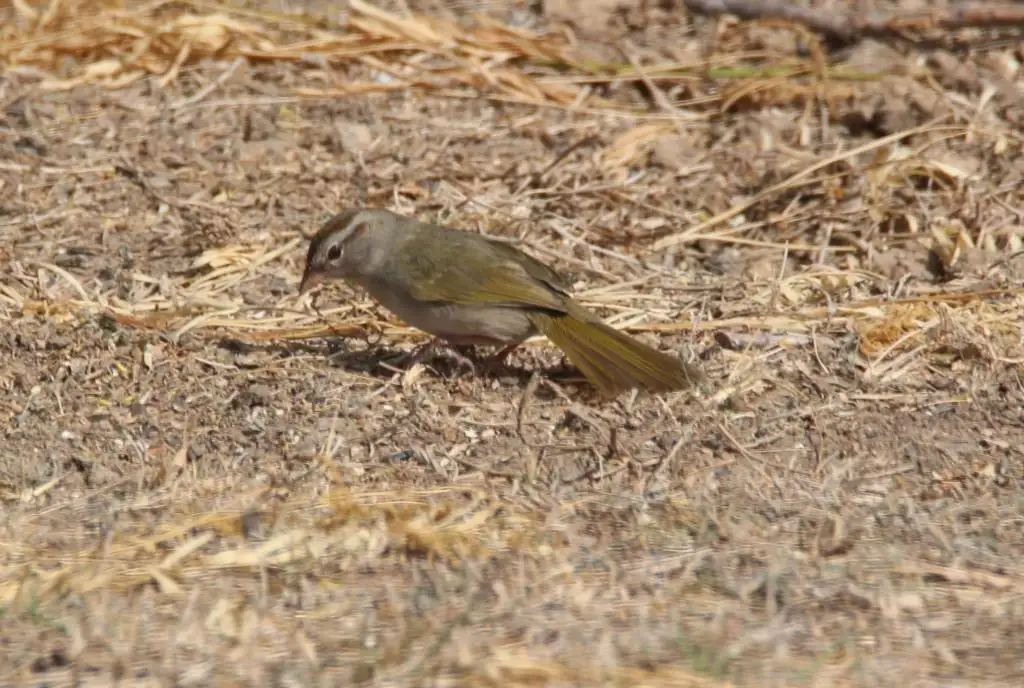 褐纹头雀(Arremonops rufivirgatus)