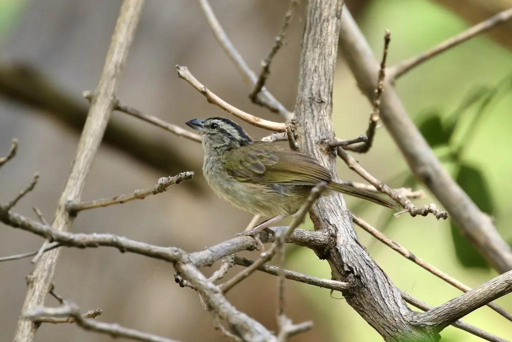 小黑纹头雀(Arremonops tocuyensis)