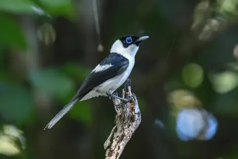 领皱鹟
