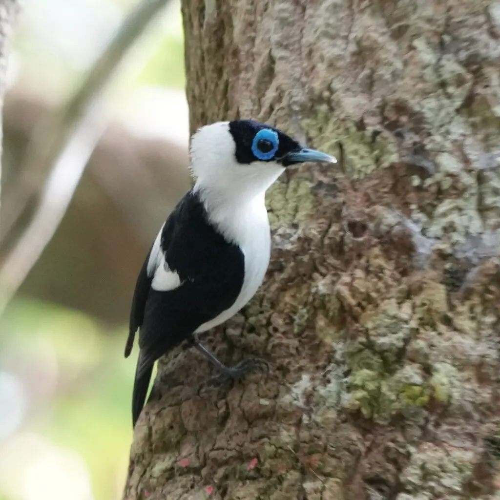 饰颈皱鹟（Arses telescopthalmus）