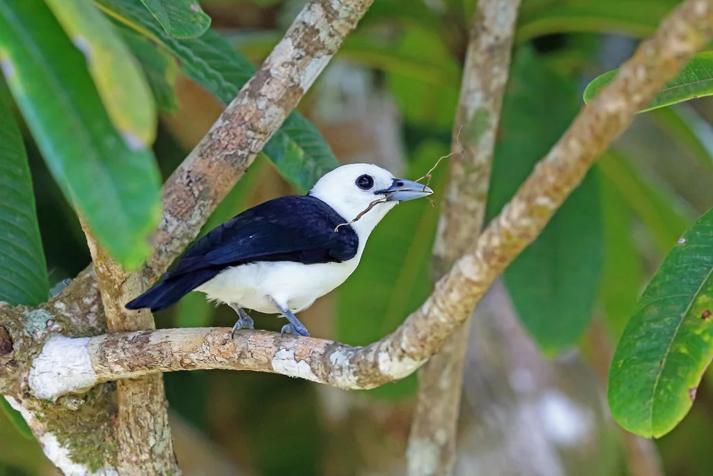白头钩嘴鵙(Artamella viridis)