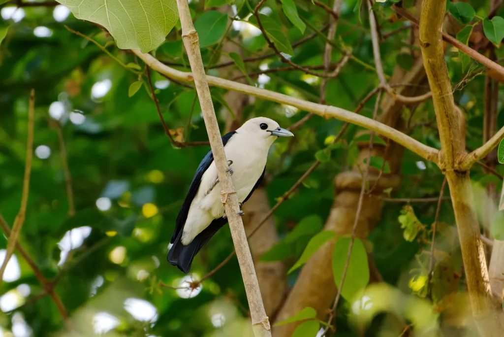 白头钩嘴鵙(Artamella viridis)