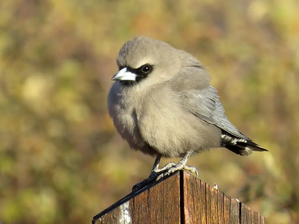 黑脸燕鵙(Artamus cinereus)