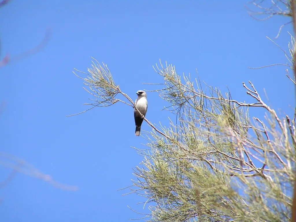 黑脸燕鵙(Artamus cinereus)