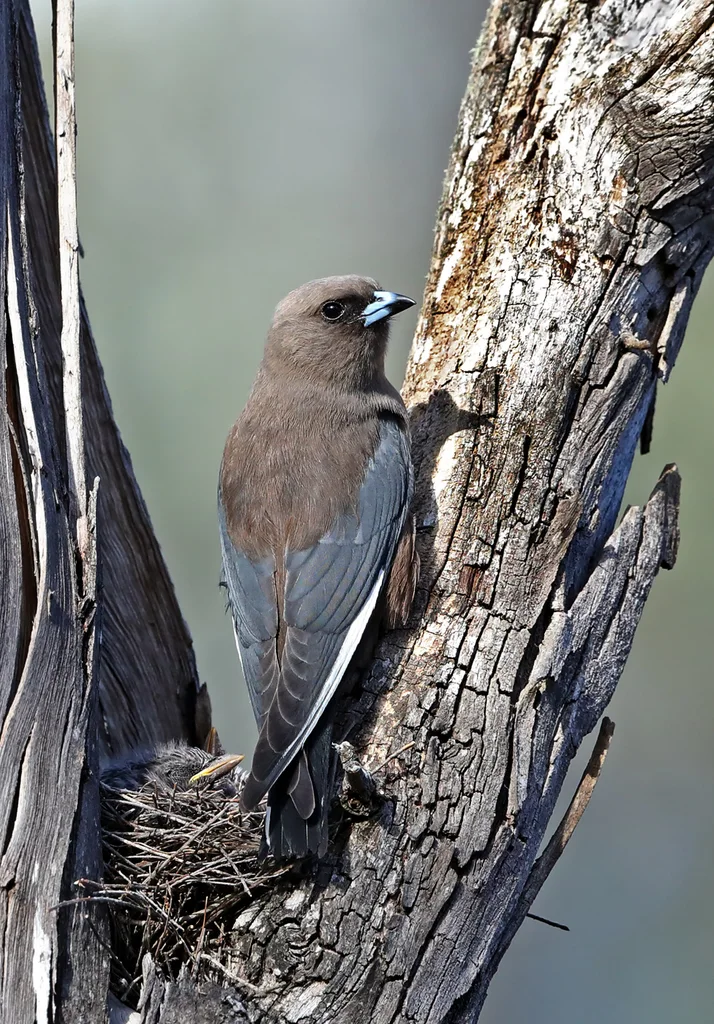 暗燕鵙(Artamus cyanopterus)