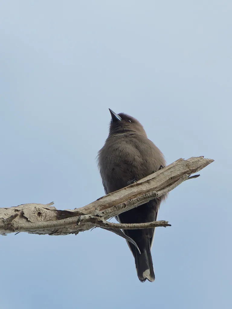 暗燕鵙(Artamus cyanopterus)