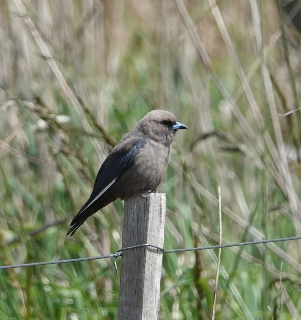 暗燕鵙(Artamus cyanopterus)