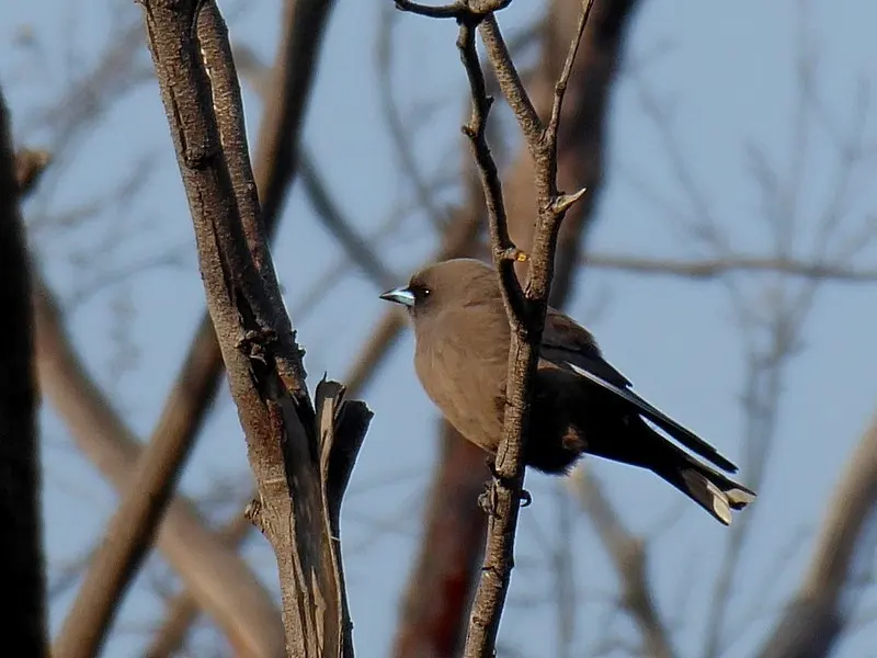 暗燕鵙(Artamus cyanopterus)