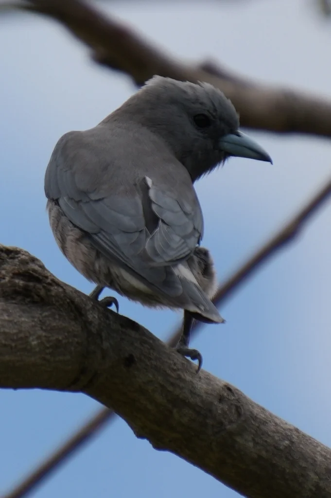 灰燕鵙(Artamus fuscus)