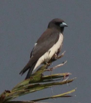 白胸燕鵙(Artamus leucorynchus)