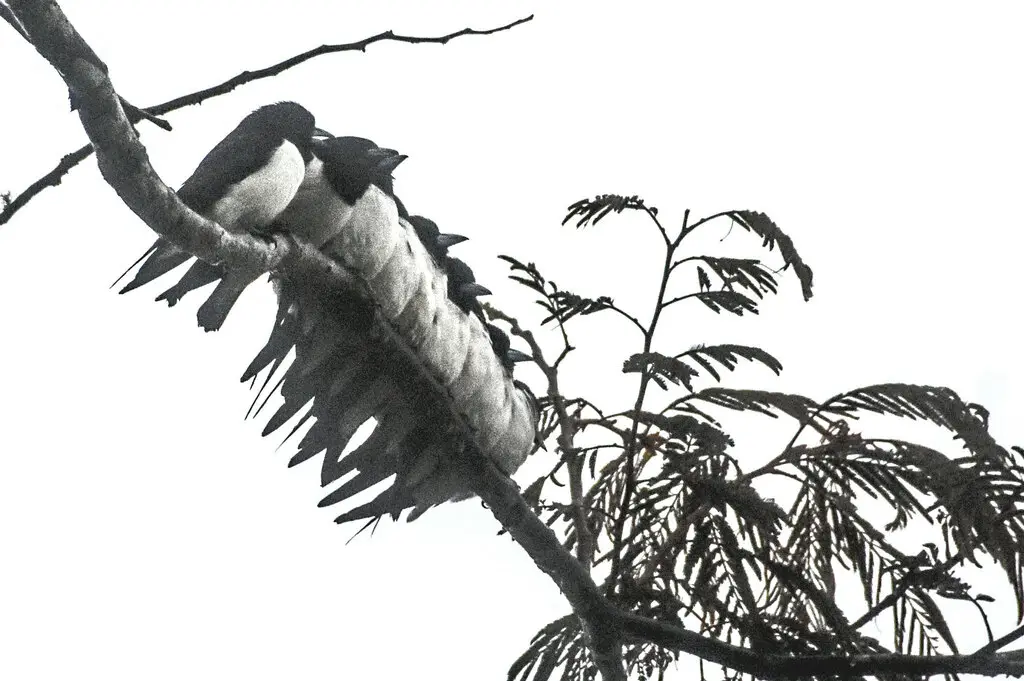 大燕鵙（Artamus maximus）