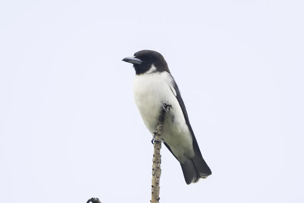 斐济燕鵙(Artamus mentalis)