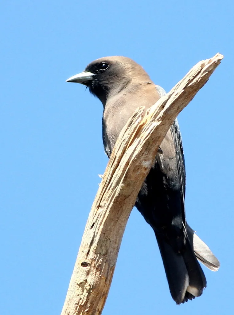 小燕鵙(Artamus minor)