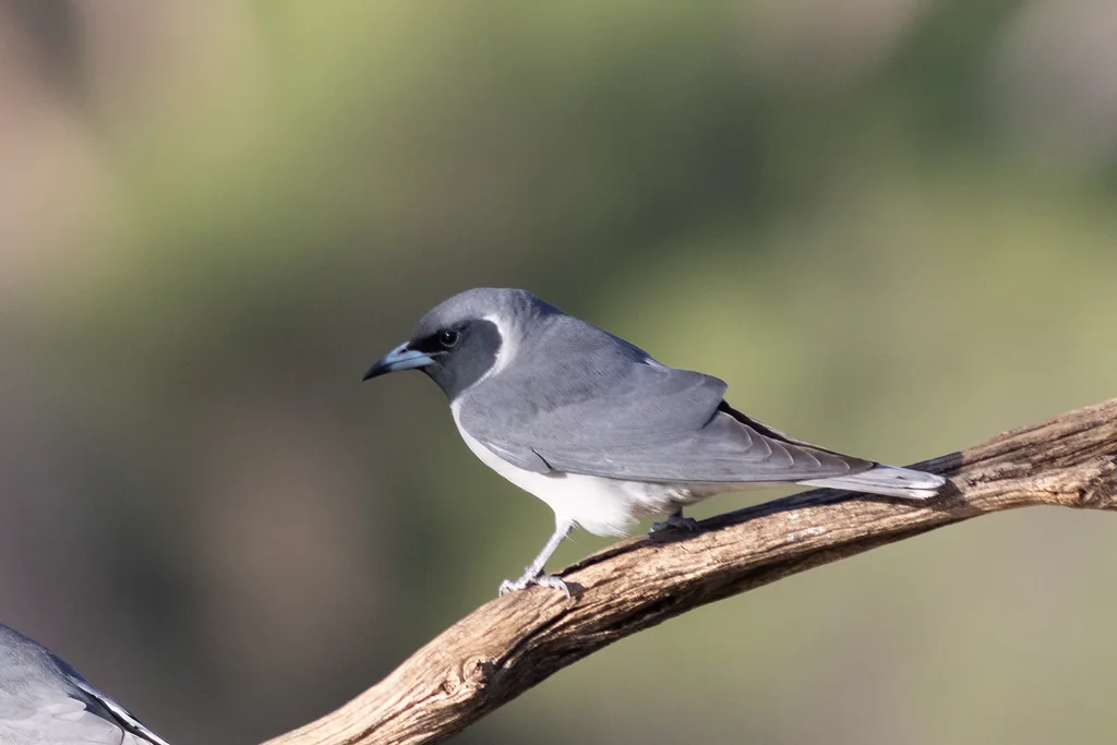 黑眼燕鵙（Artamus personatus）