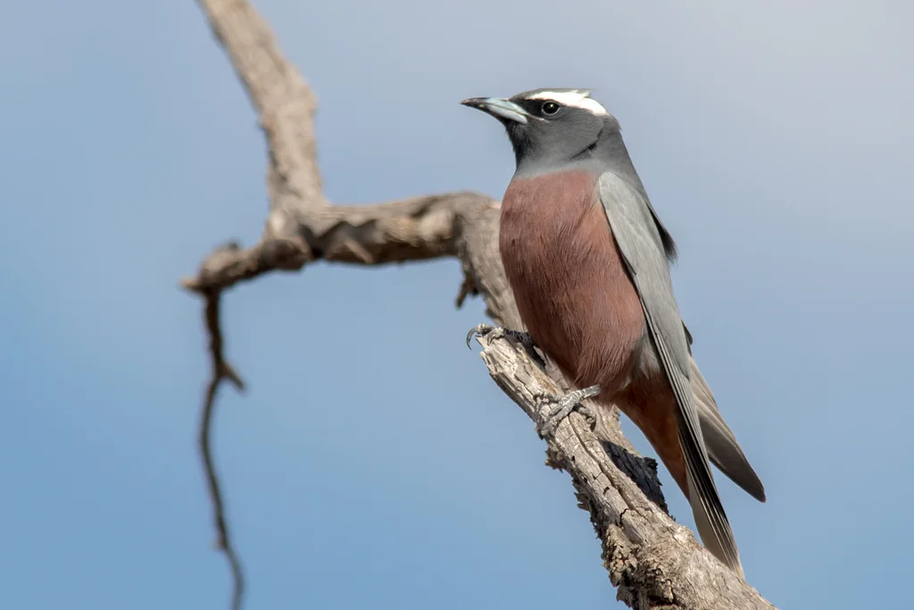 白眉燕鵙(Artamus superciliosus)