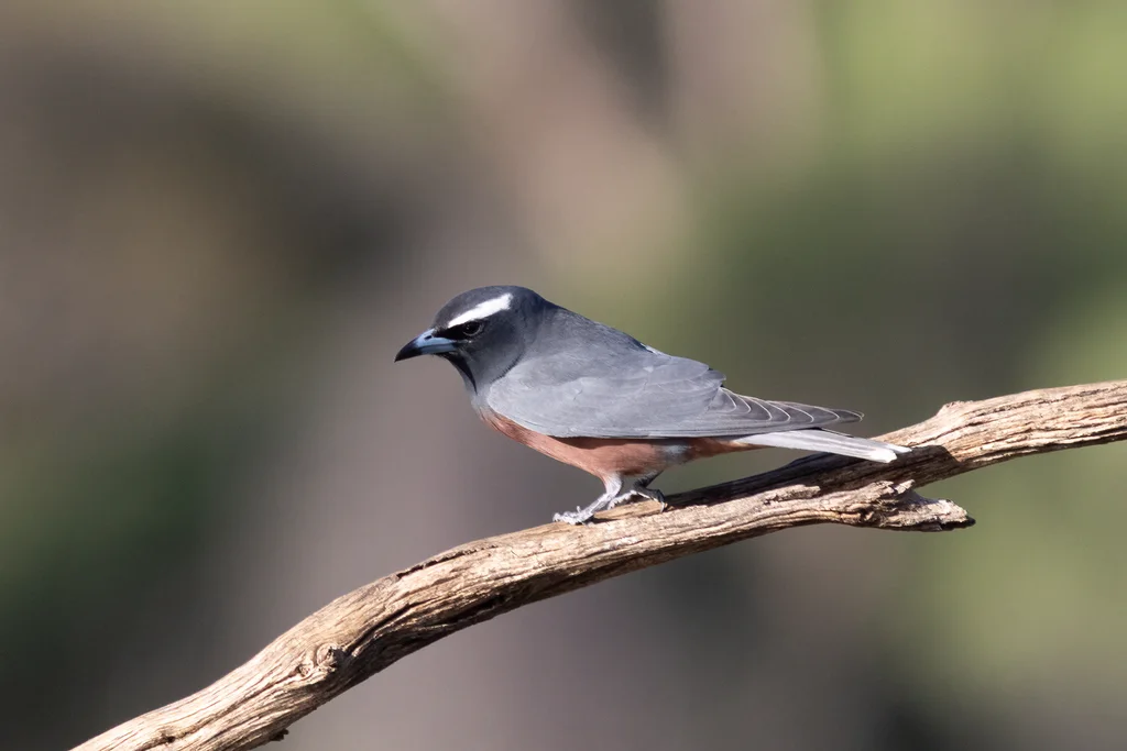白眉燕鵙(Artamus superciliosus)