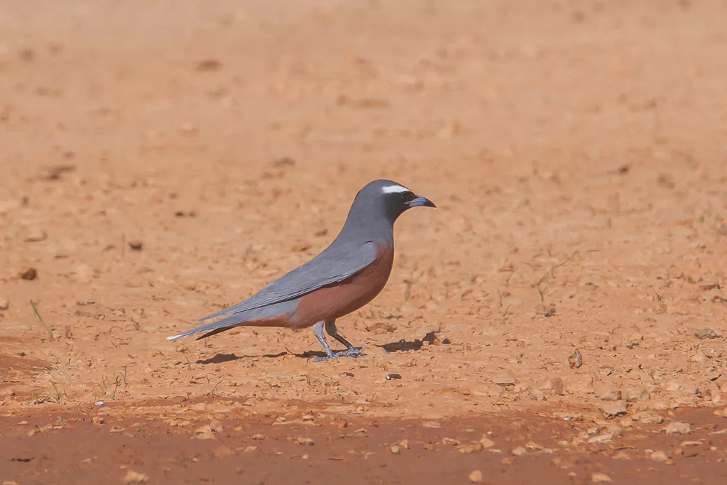 白眉燕鵙(Artamus superciliosus)