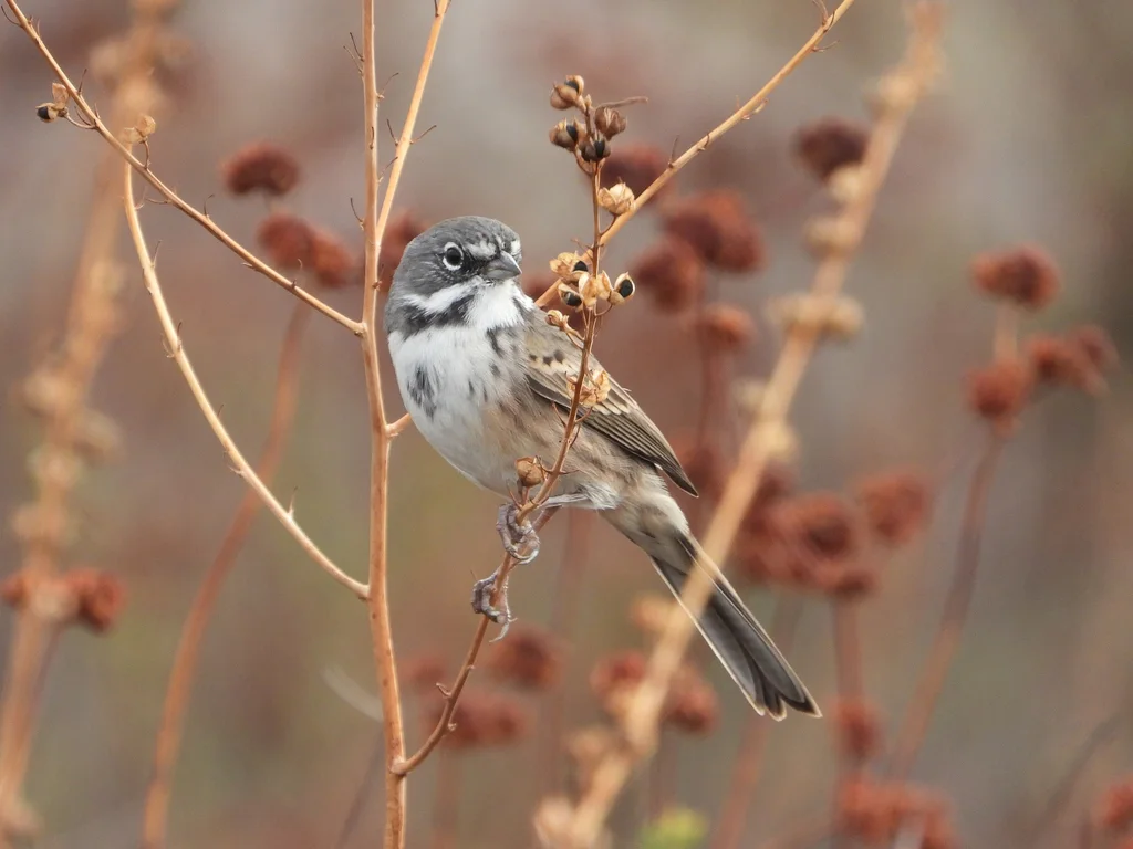 贝氏漠鹀（Artemisiospiza belli）