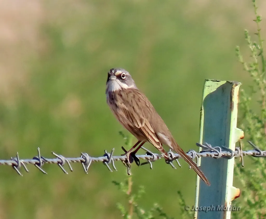 艾草漠鹀(Artemisiospiza nevadensis)
