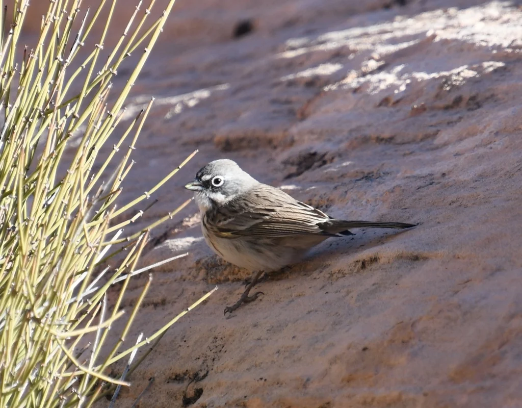 艾草漠鹀(Artemisiospiza nevadensis)