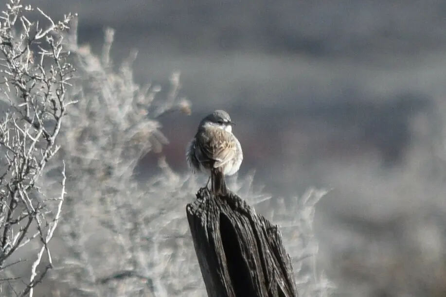 艾草漠鹀(Artemisiospiza nevadensis)