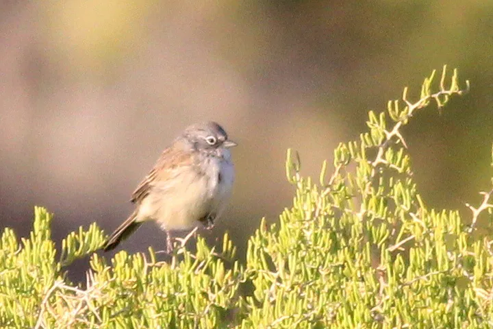 艾草漠鹀(Artemisiospiza nevadensis)