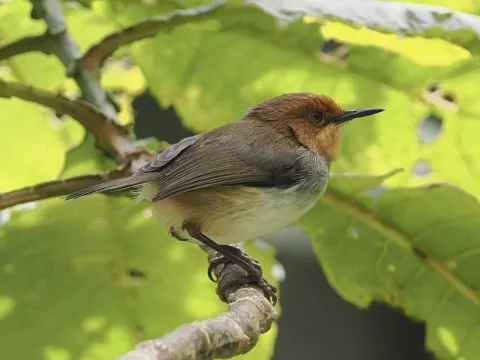 红顶缝叶莺