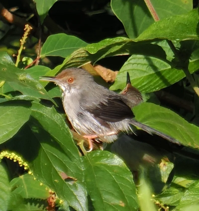 长嘴缝叶莺(Artisornis moreaui)