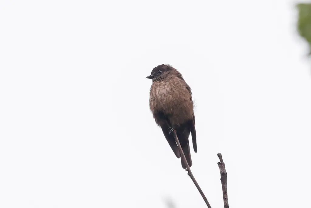 非洲乌鹟（Artomyias fuliginosa）