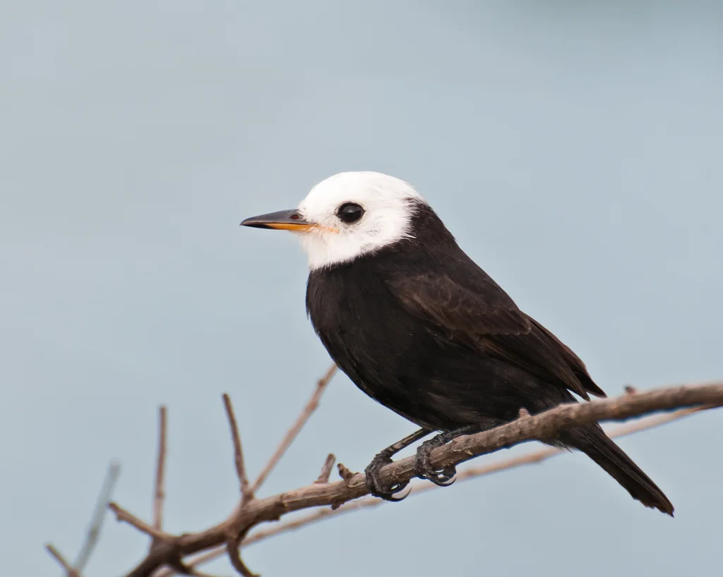 白头沼泽霸鹟（Arundinicola leucocephala）