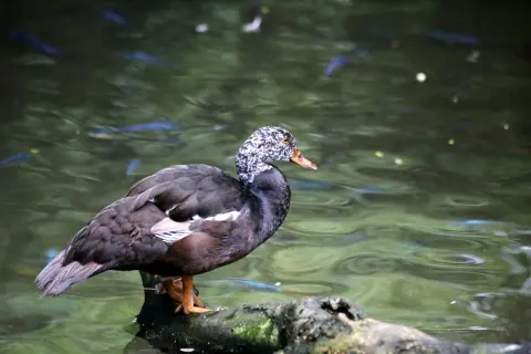 白翅栖鸭