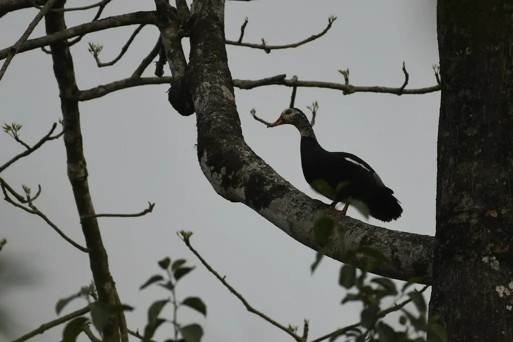 白翅栖鸭(Asarcornis scutulata)